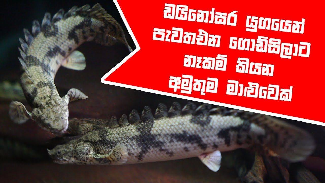 ඩයිනෝසර යුගයෙන් පැවතඑන ගොඩ්සිලාට නෑකම් කියන අමුතුම මාළුවෙක් | Polypterus