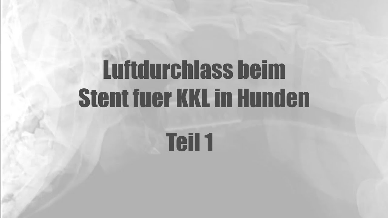 Luftdurchlass beim Stent für Kehlkopflähmung (KKL) beim Hund