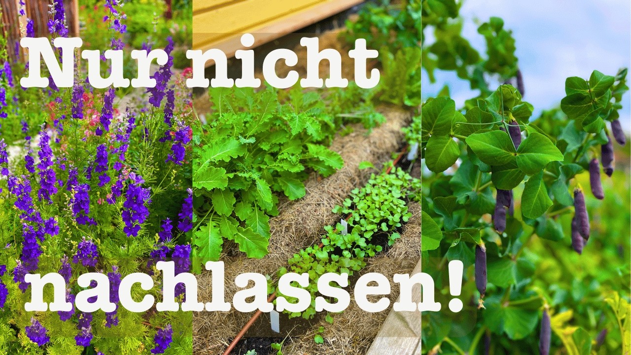 # 97 Sommer im Garten 🧄 Aussaaten im Juli 🌞🍅 Vorratshaltung Einkochen und Einfrieren 🥒