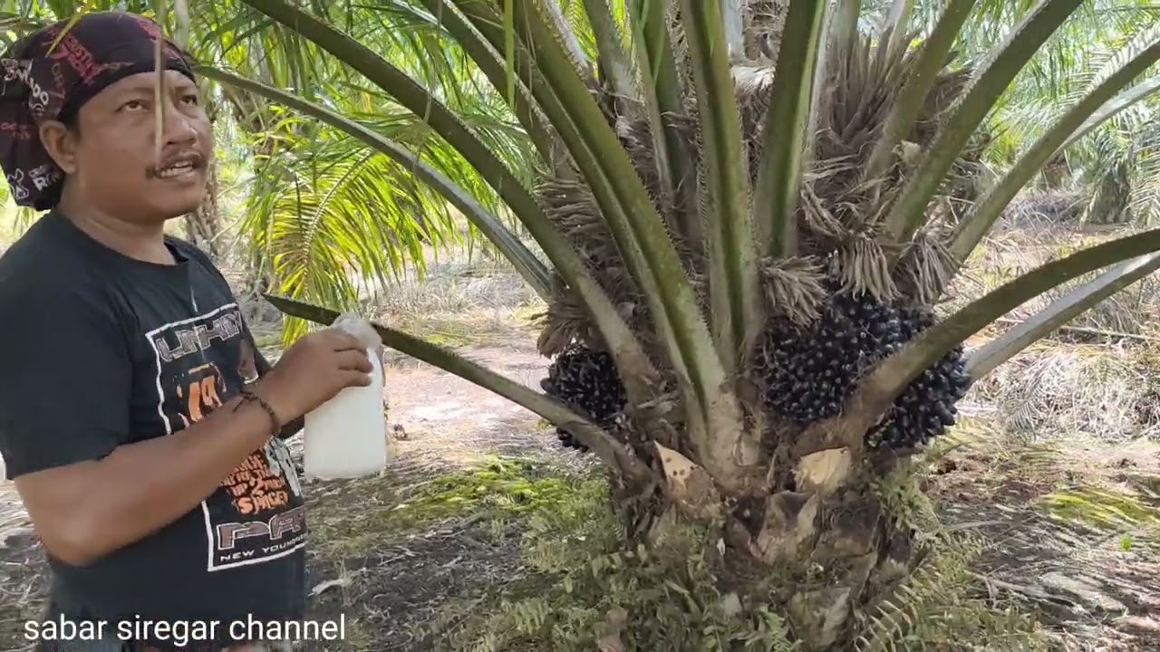 Ternyata garam sangat ampuh merangsang buah kelapa sawit yg selalu muncul bunga jantan