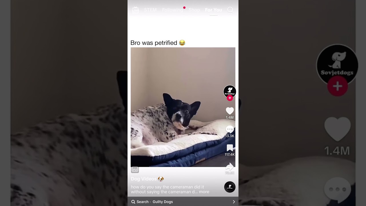 The Dog Was Petrified(Pure Comedy)😂