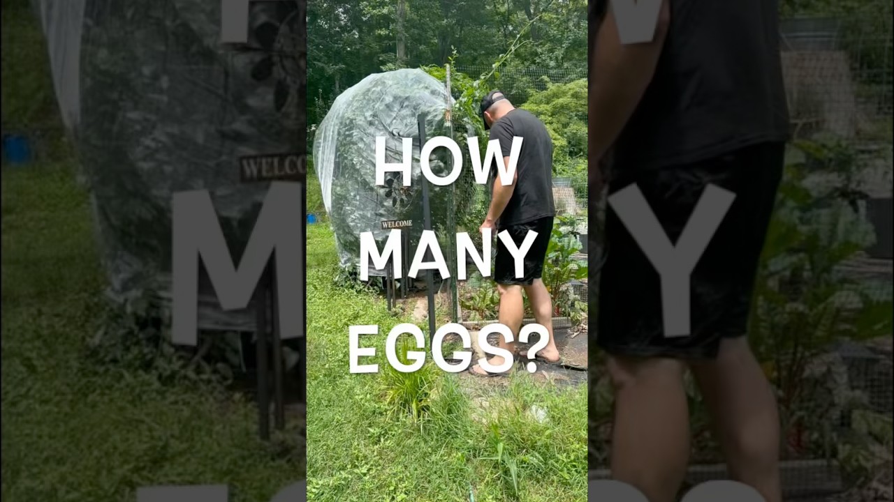HOW MANY EGGS? | Collecting eggs from our backyard chickens