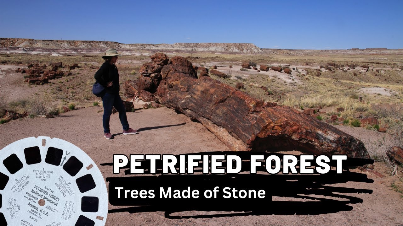 The Story of America's Fight to Protect The Petrified Forest