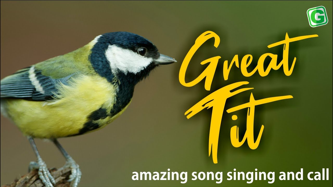 Great Tit Bird Sound, Bird Song, Bird Call, Bird Calling Listen Birds Chirping Melody