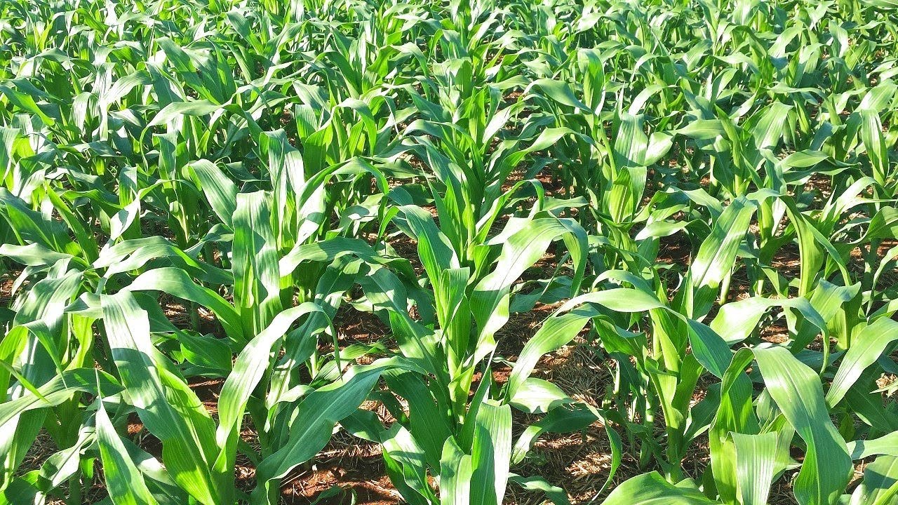 Soya Fasulyesi Nedir