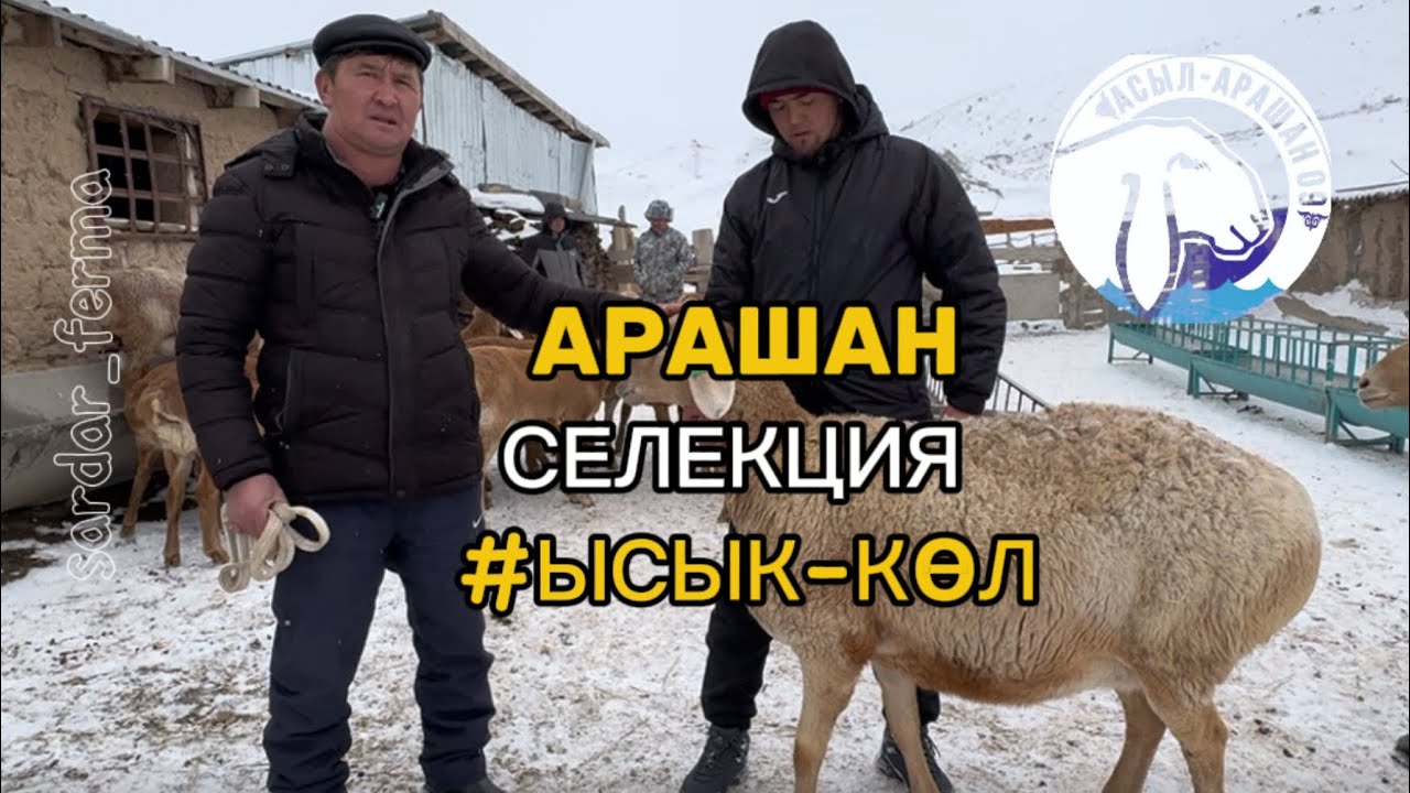Селекция #арашан #ыссыккол  #арашанские_овцы Мураев Руслан @АнварРустемовЭкоБазар.кз