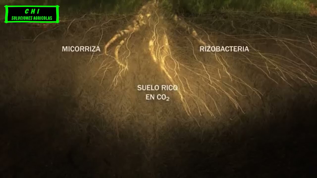 HUMUS Y SU IMPORTANCIA PARA EL SUELO