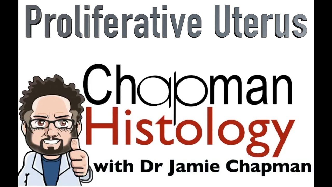 3 Minute Histology - Proliferative Uterus