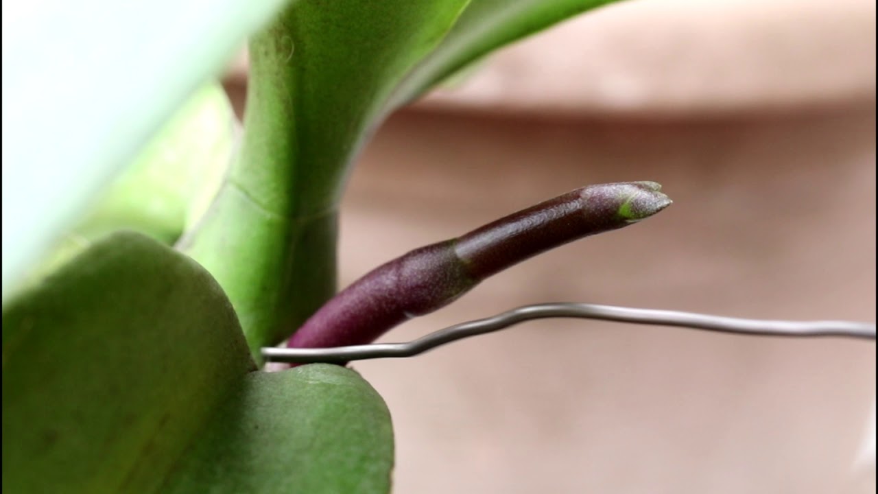 蝴蝶蘭氣根與花芽如何分辨【2019/10/19】