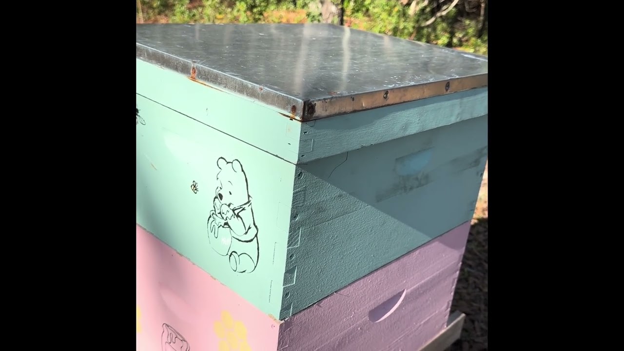 December Hive Check In South Mississippi - Just Seeing What the Girls Are Up To!