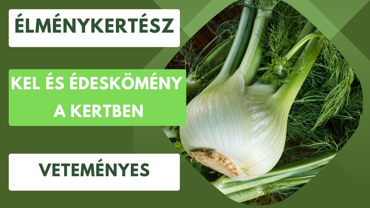 Kel és édeskömény a kertben- Van, aki szereti, van, aki ki nem állhatja őket!🥬