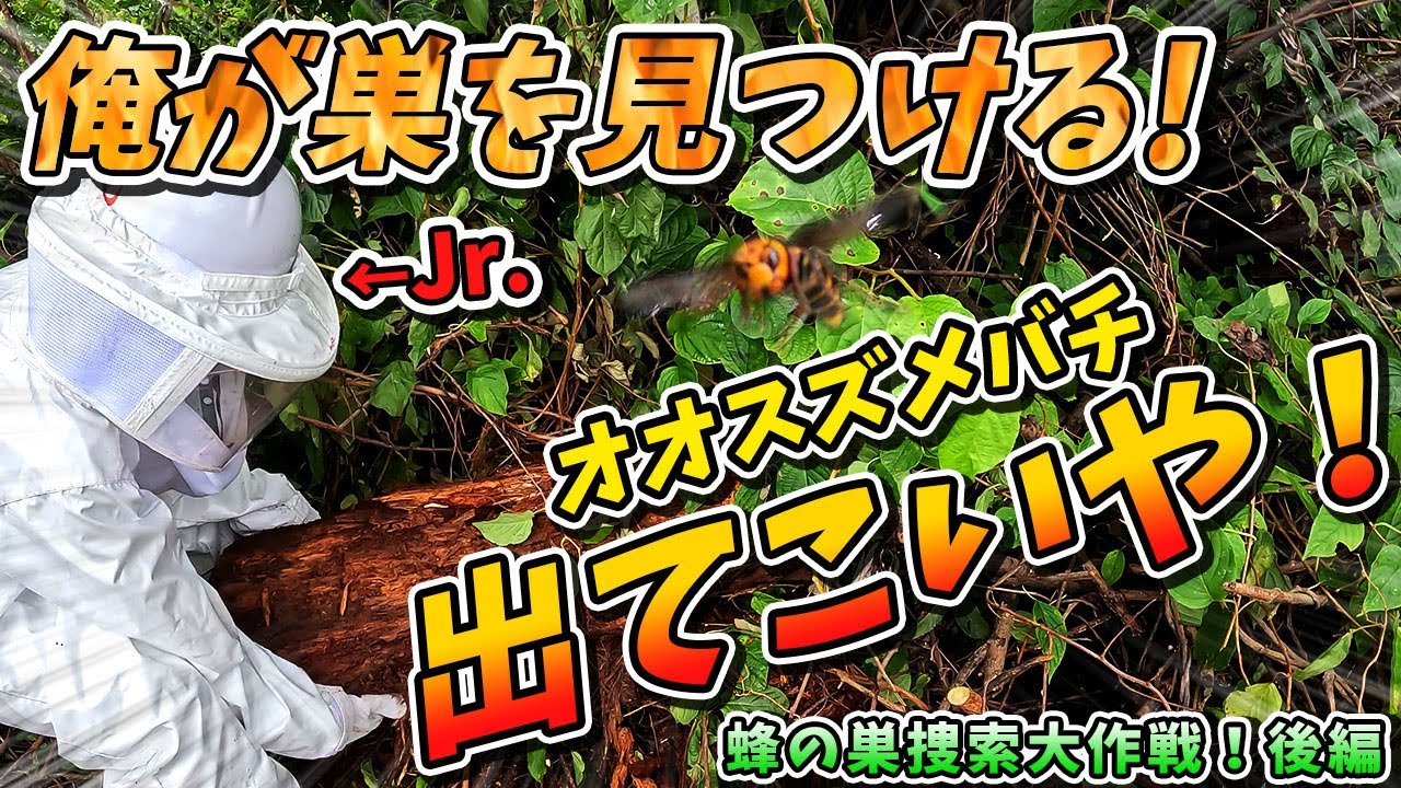 【オオスズメバチ】ジャングルかよ⁉  巨大蜂の巣探索大作戦！！後編【終末殺蜂家】