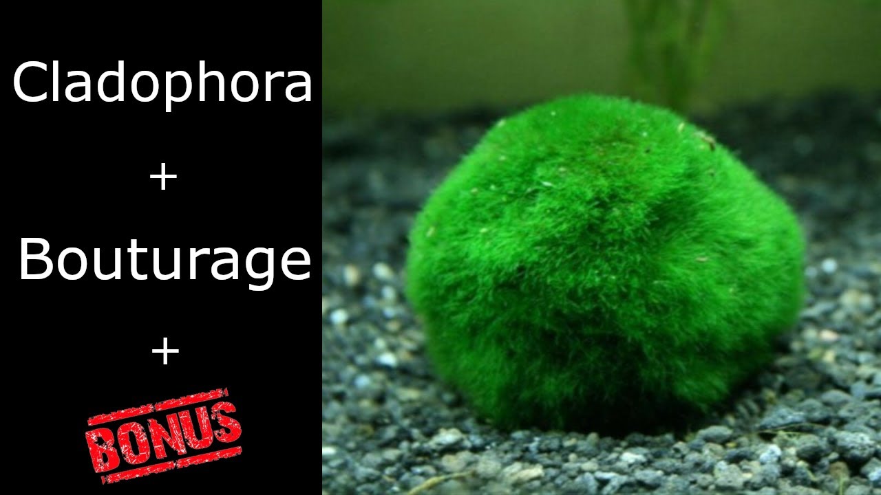 #Algue CLADOPHORA + bouturage ( + bonus  déco clado flottante )