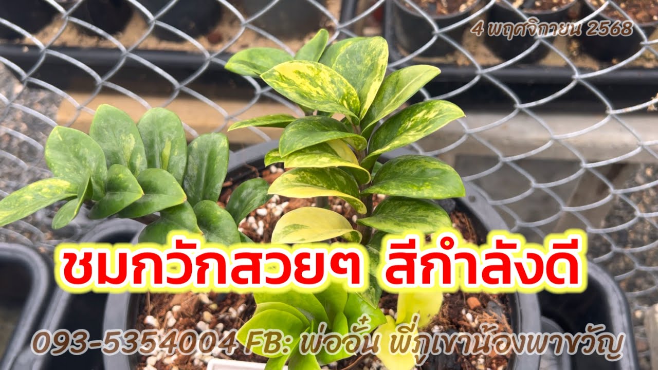 4 พฤศจิกายน 2568