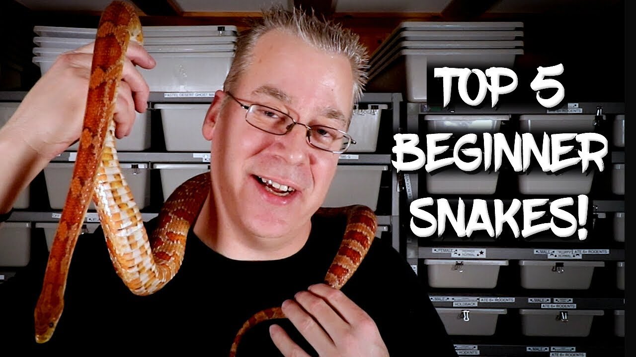 The Top 5 Beginner Snakes!