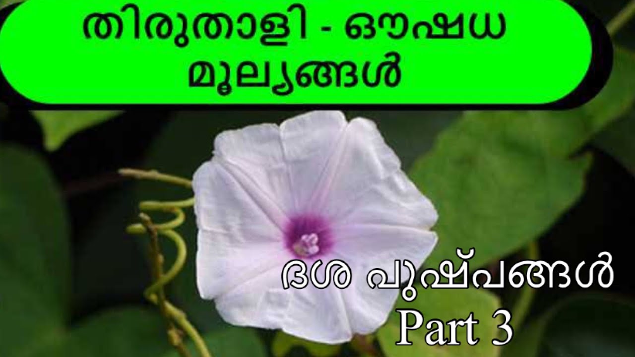 സന്താനവല്ലി  || dasha pushpam 1 #thiruthali #karkidakaseries