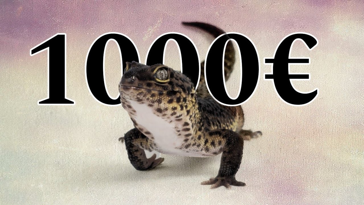HO SPESO quasi 1000€ PER IL MIO NUOVO  GECO LEOPARDINO