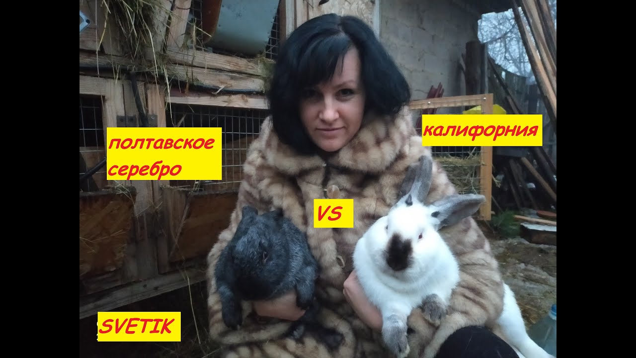 КРОЛИКИ//ПОЛТАВСКОЕ СЕРЕБРО ИЛИ КАЛИФОРНИЯ//