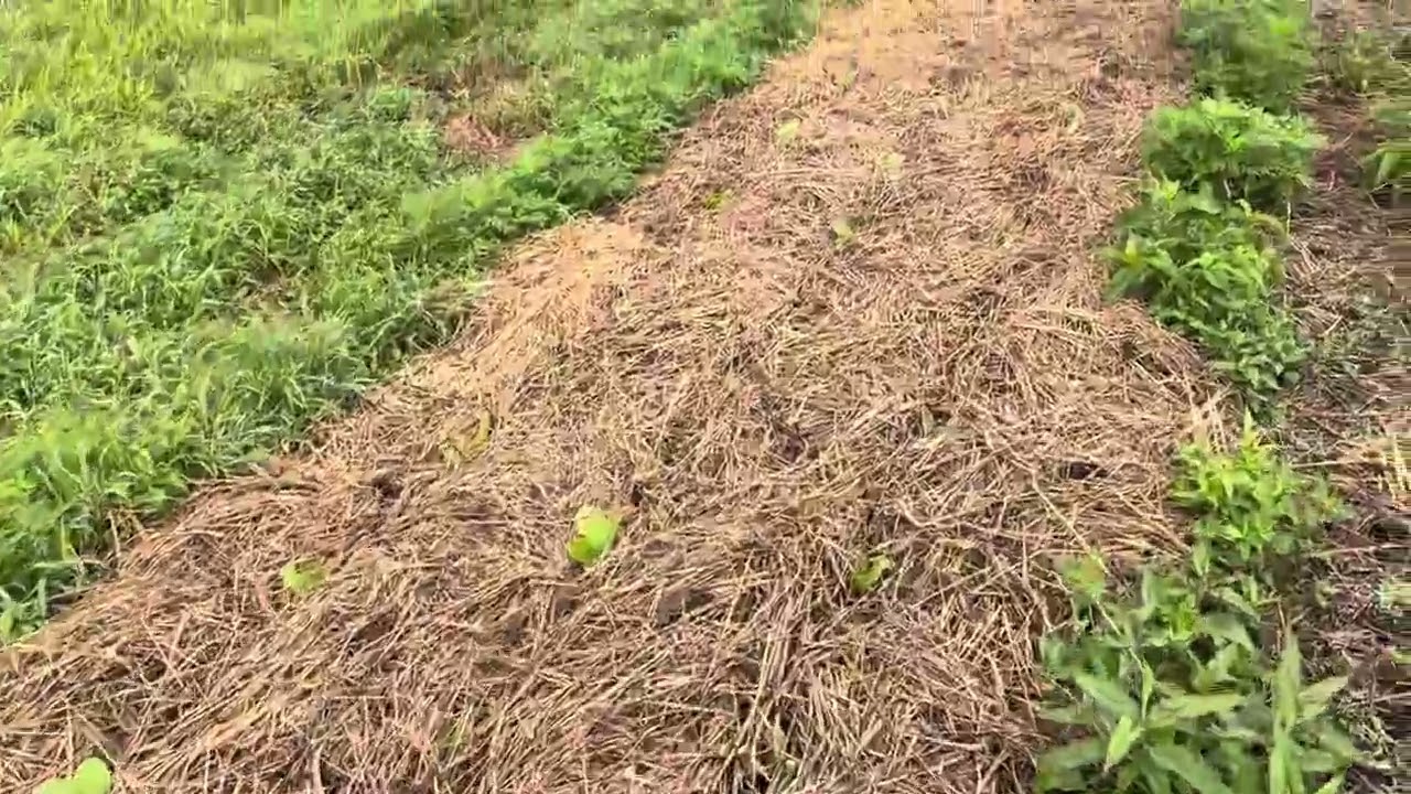 The future of my farm! Zero input agroforestry.