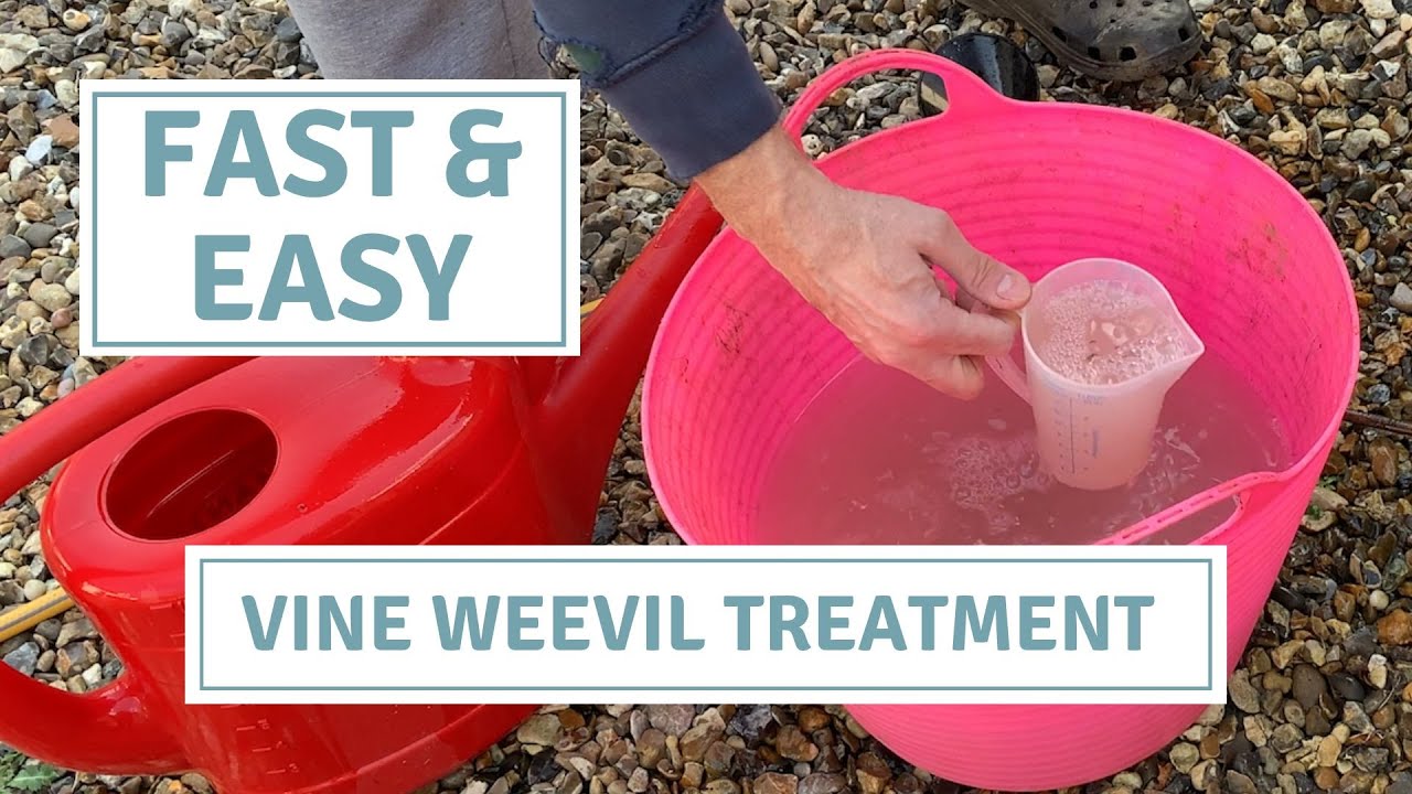 Vine Weevil Control / How To Stop Vine Weevil Larvae Eating Your Plants