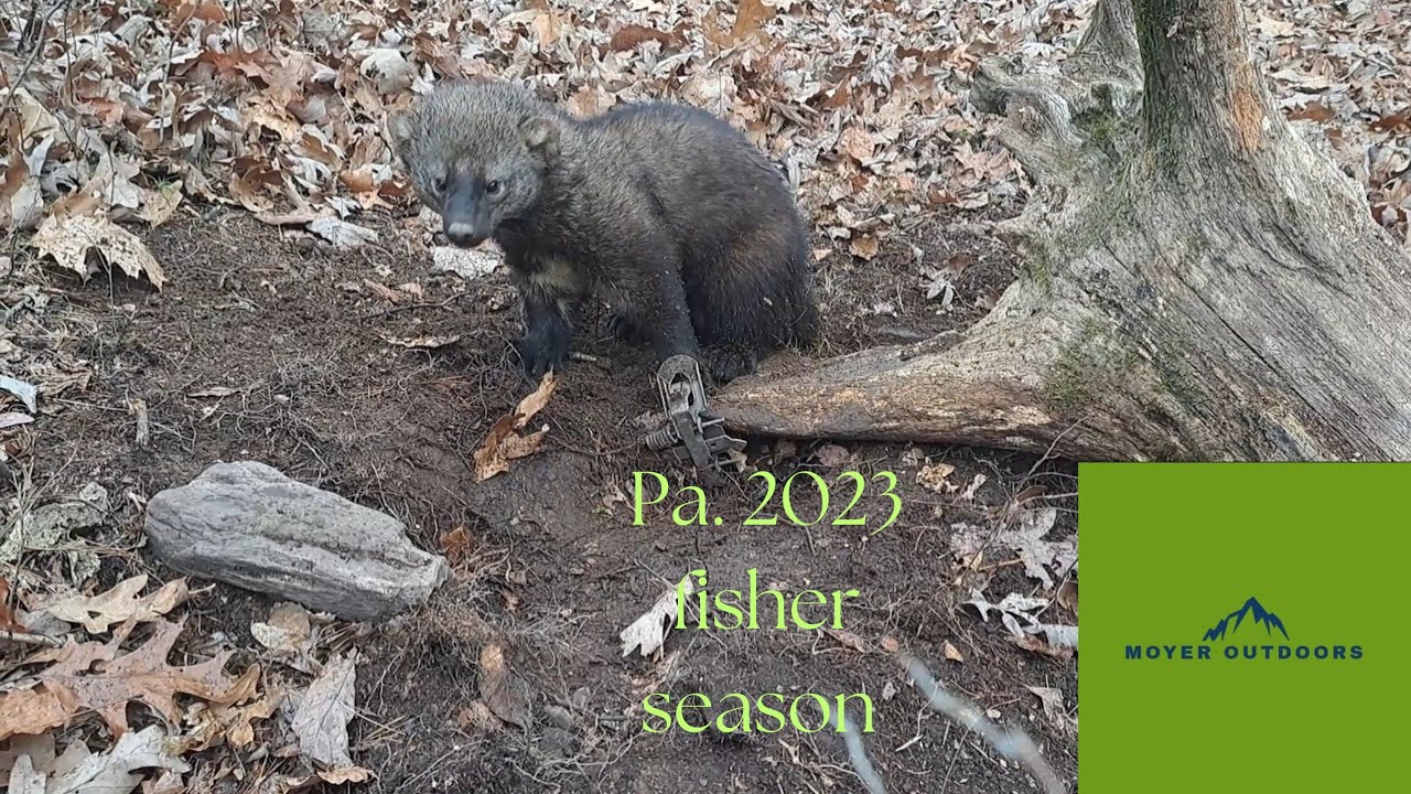 Pa. Fisher season 2023 #taggedout #fisher #trapping #trapper