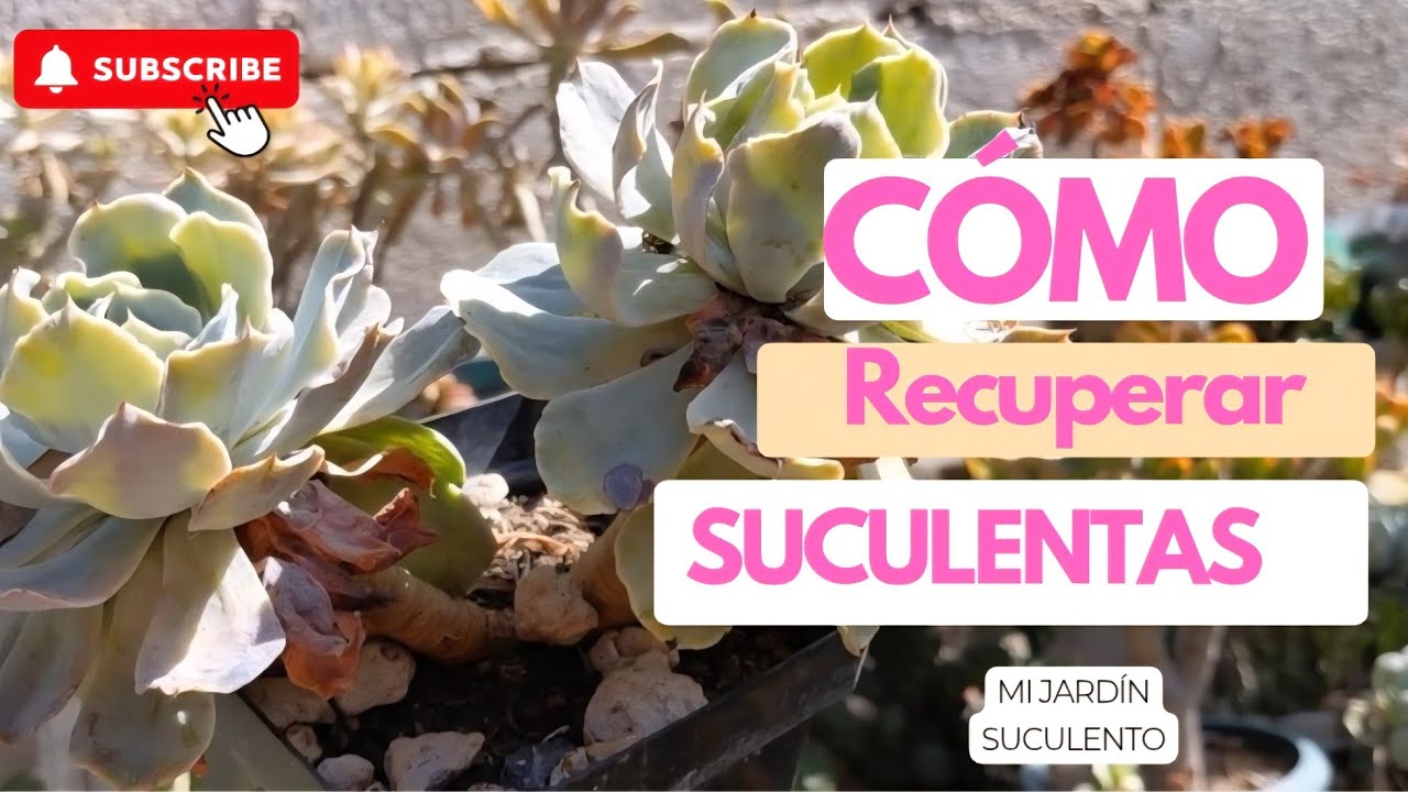 Mantenimiento Suculento RECUPERANDO SUCULENTAS EN MAL ESTADO 