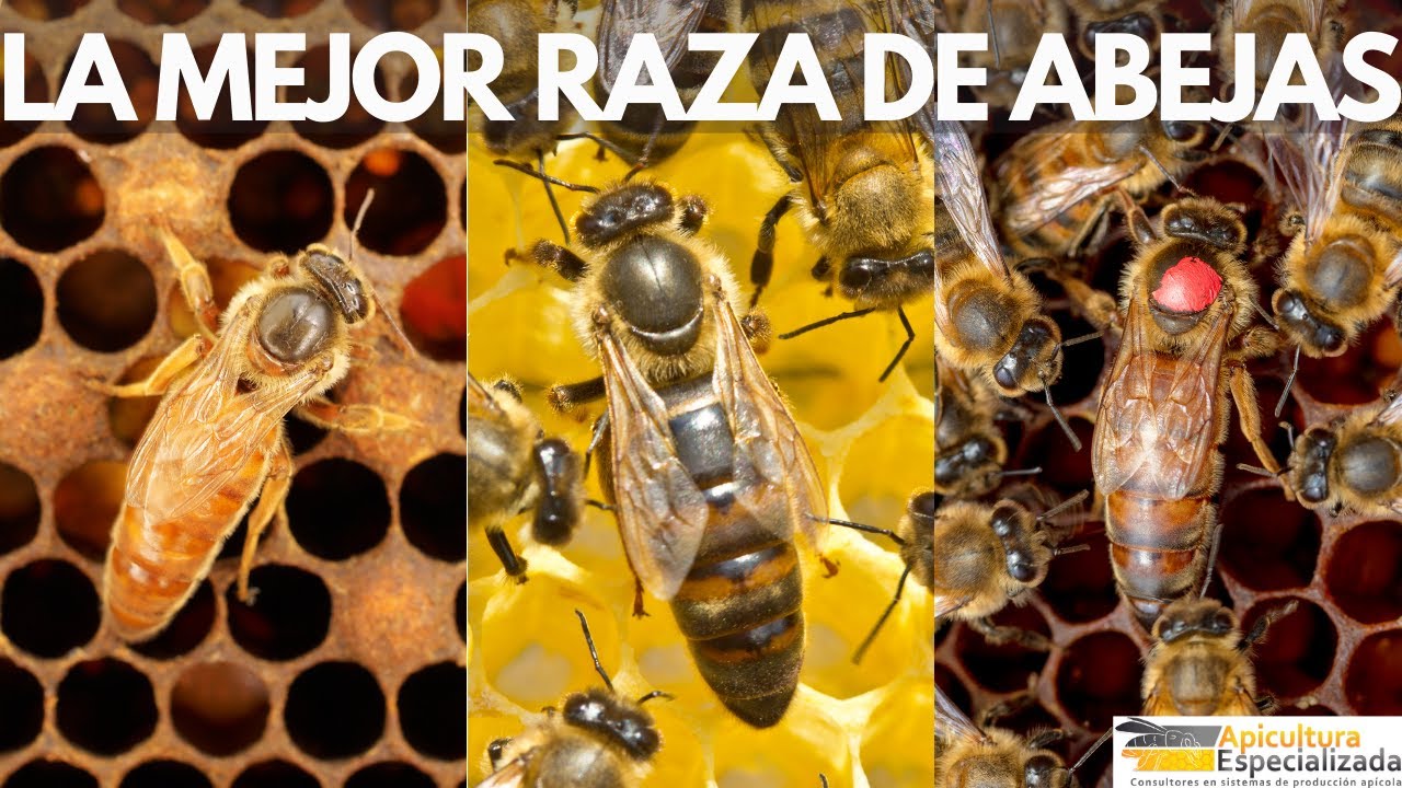 ¿Cuál es la MEJOR RAZA DE ABEJAS en la Apicultura?