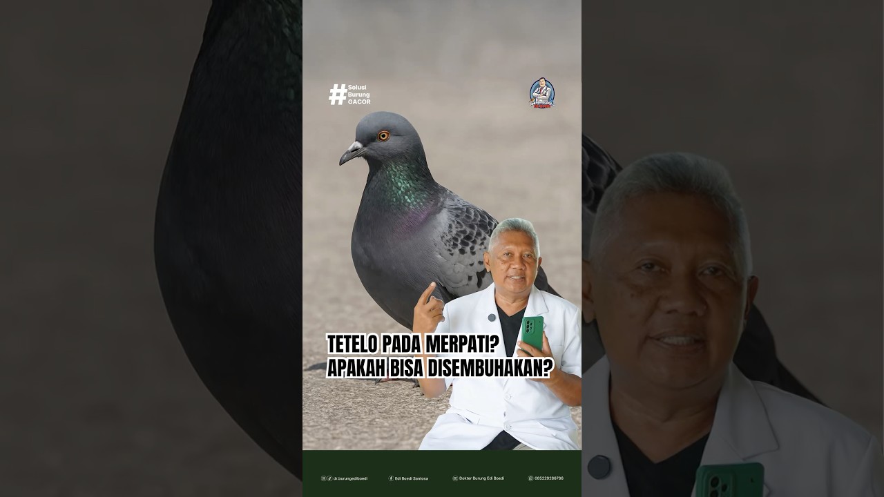 TETELO PADA MERPATI? APAKAH BISA DISEMBUHKAN? #dokterburung #merpati #antisaraf #tipsmerpati