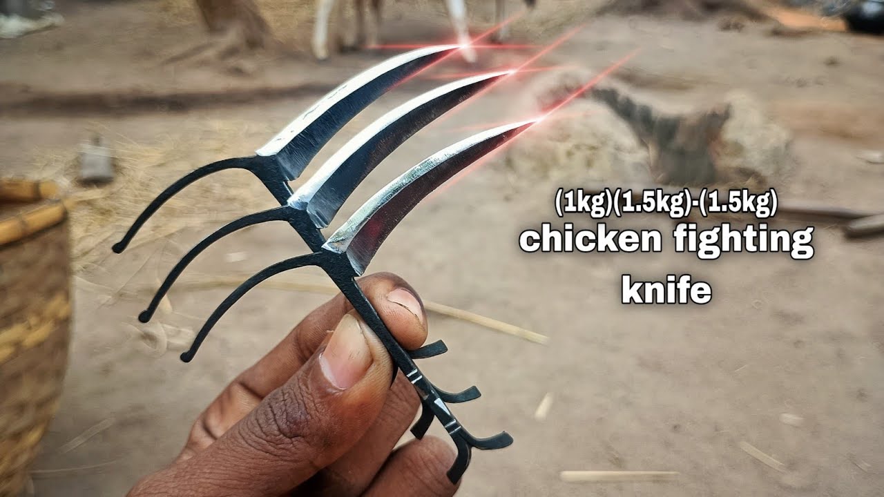 CHICKEN fighting knife || Murga Ladai Karne Wala Chura  || 1KG 1.5KG || 3 PEACE )