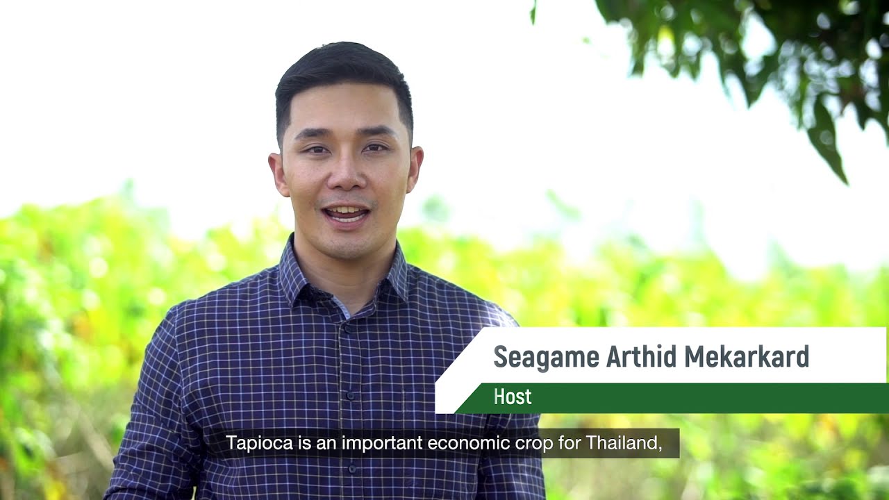 Thailand's Tapioca, World-class Quality