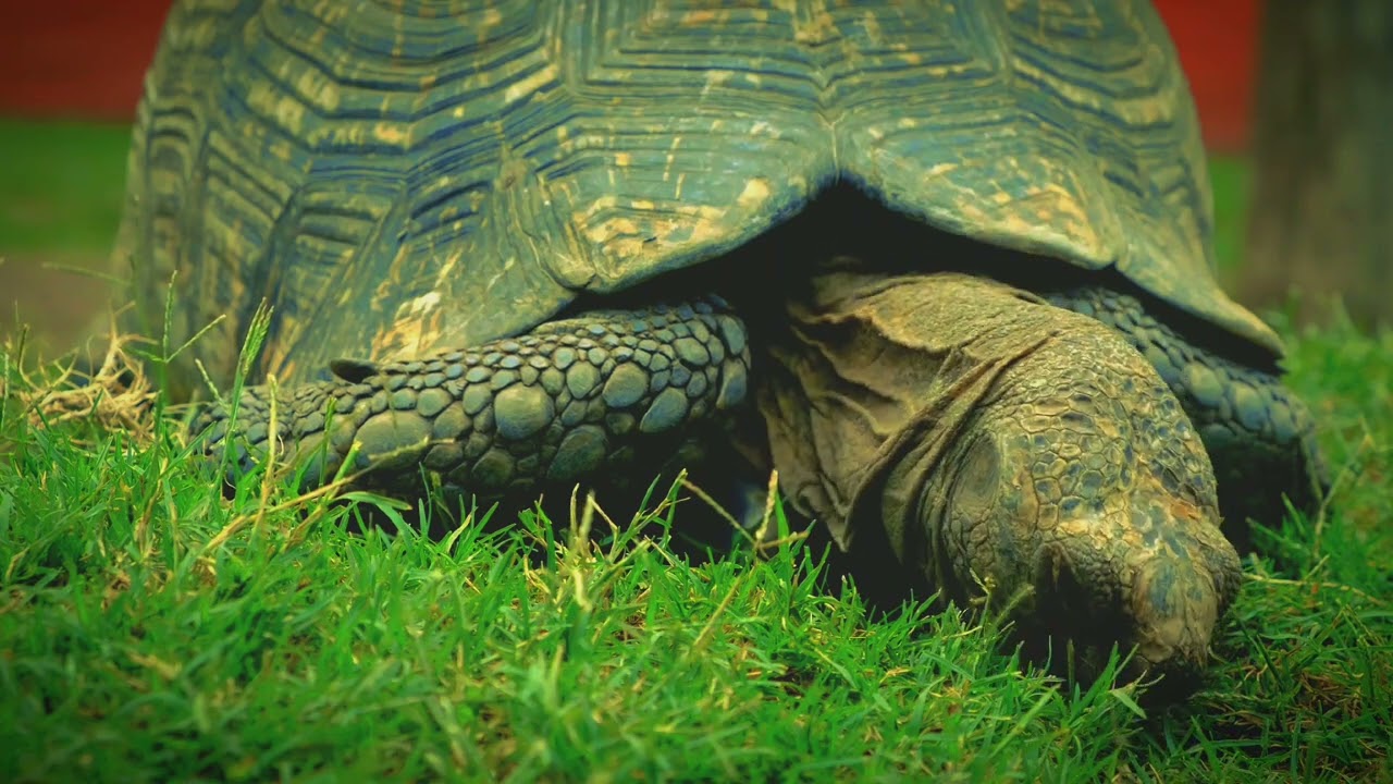 AKUMA - G-wills (Official Video) #gwills #tortoise  #tortoisevideo  #tortoiseslife  #tortoiselove