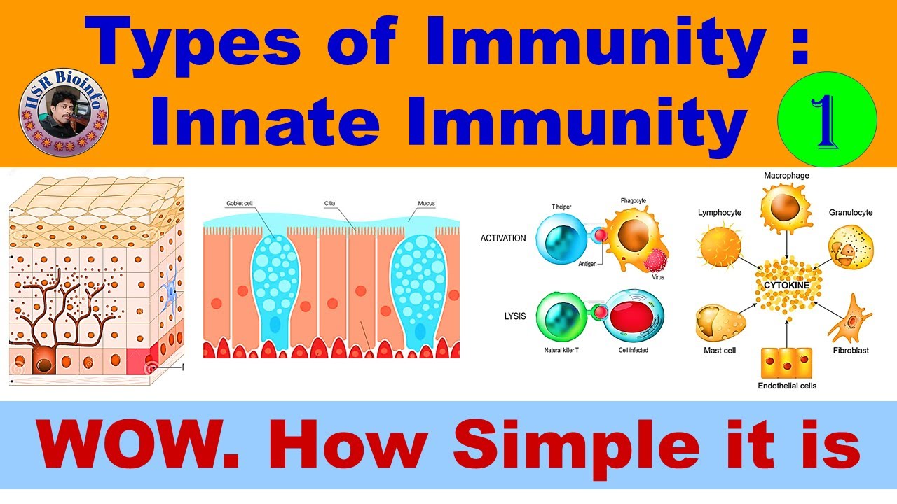 Types of Immunity :Innate Immunity | Immunology | HSR Bioinfo