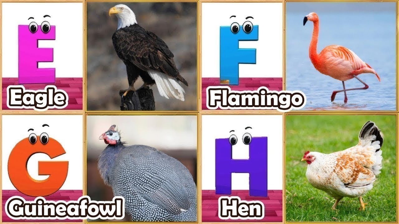 ABC Song | Birds ABC Song | Phonics for Kids| Learn ABC, Baby | Alphabet Letters
