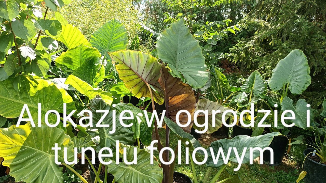 3 #🌱 Alokazje w ogrodzie i tunelu foliowym. Uprawa w Polsce, zimowanie, porady 🌱