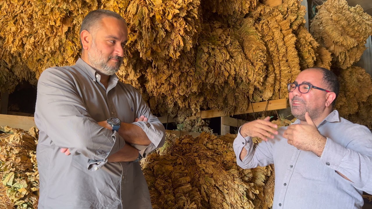 Lebanese Tobacco Agriculture: Everything You Need to Know