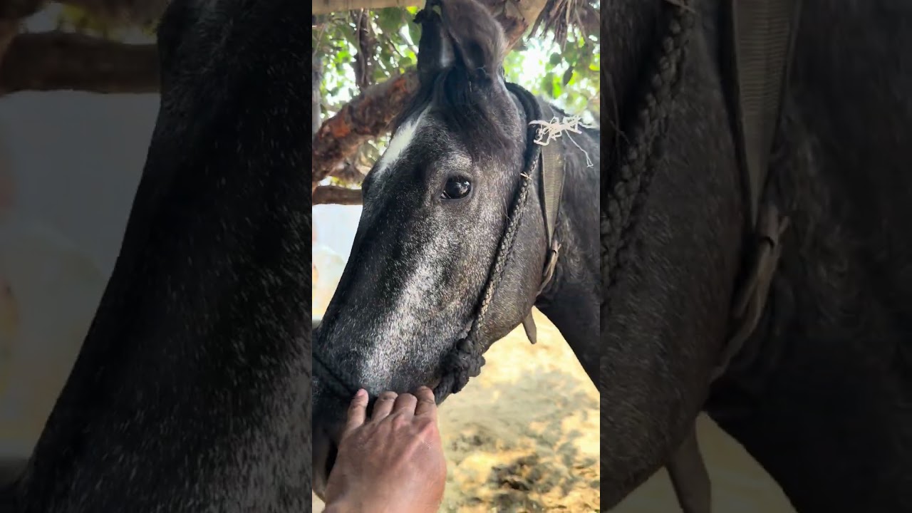 ਘੋੜੀਆਂ ਬਾਰੇ ਜਾਣਕਾਰੀ 🐎 