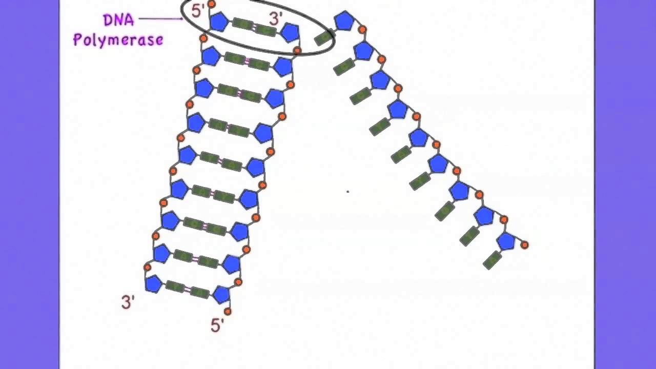 2.7 The roles of Helicase and DNA polymerase in DNA replication