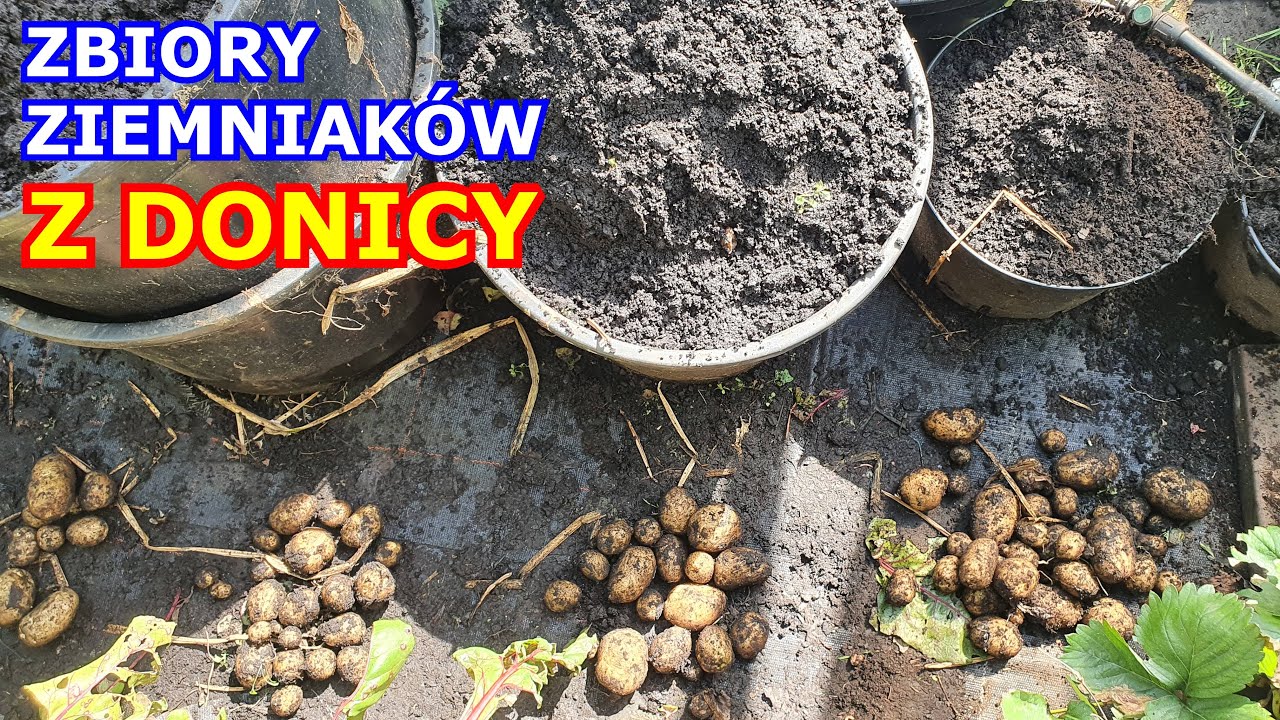 Ciekawe Zbiory Ziemniaków z Donicy + Pomidor z Ziemniakiem Zbiór Uprawa