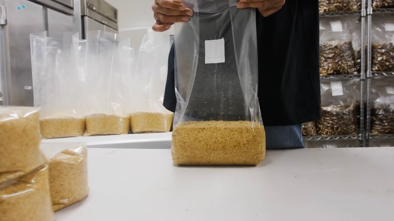 Making Mushroom Mycelium Grain Spawn | Michael Crowe Mycology | Mike’s Edit