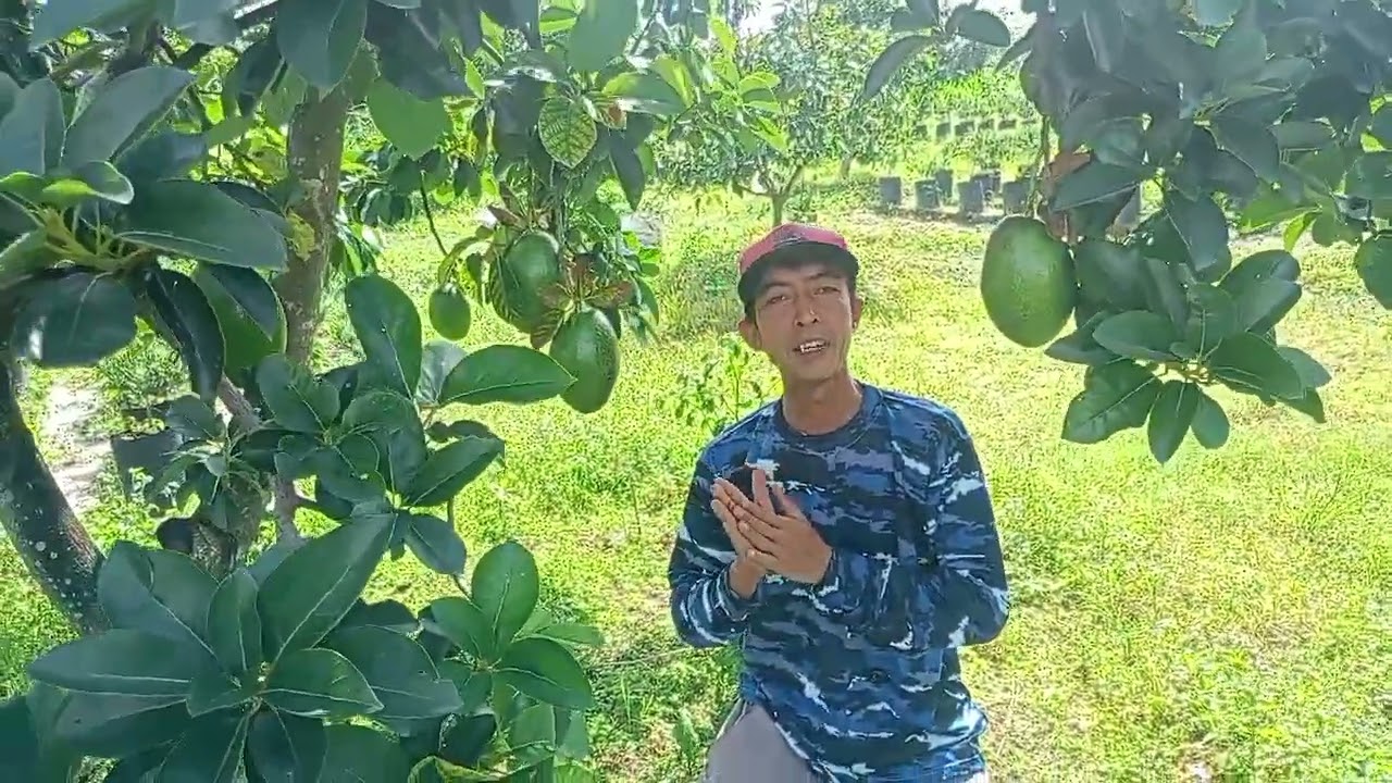 Keunggulan dan Kelemahan Alpukat Cuba 👍🏻