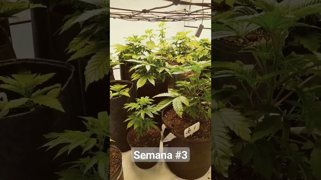 Cultivo indoor led autofloreciente