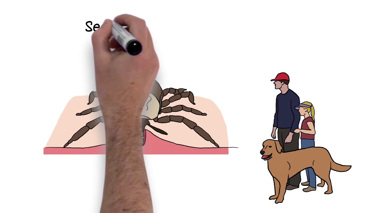 Pest Squad Ticks