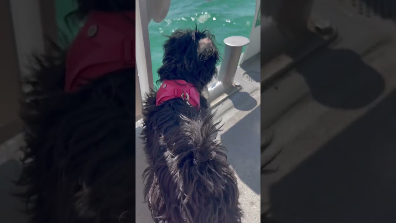 Antjes abwechslungsreiches Leben: Ausflug nach Konstanz mit dem Kat 🤩