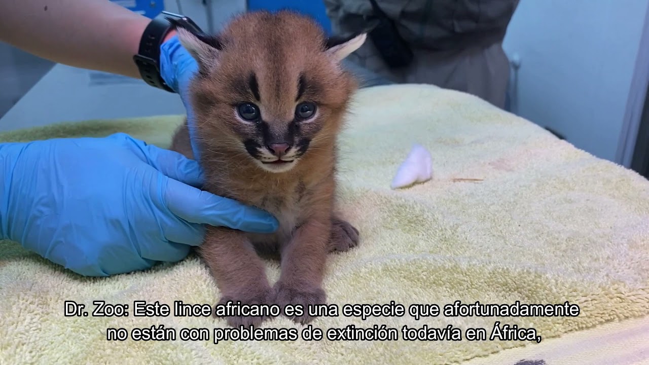 BUIN ZOO TE ACOMPAÑA EN CASA (La Nueva Cría de Caracal)