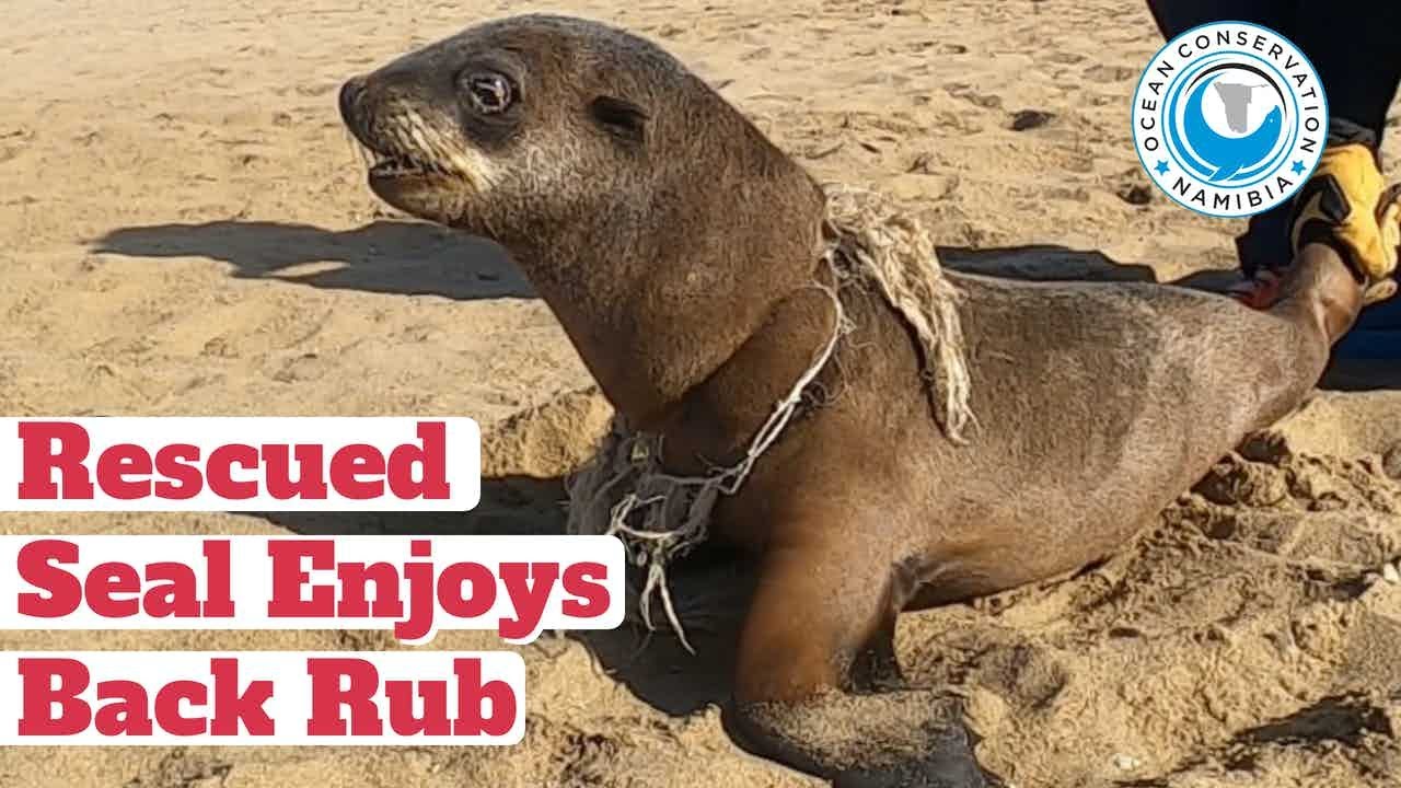 Rescued Seal Enjoys Back Rub
