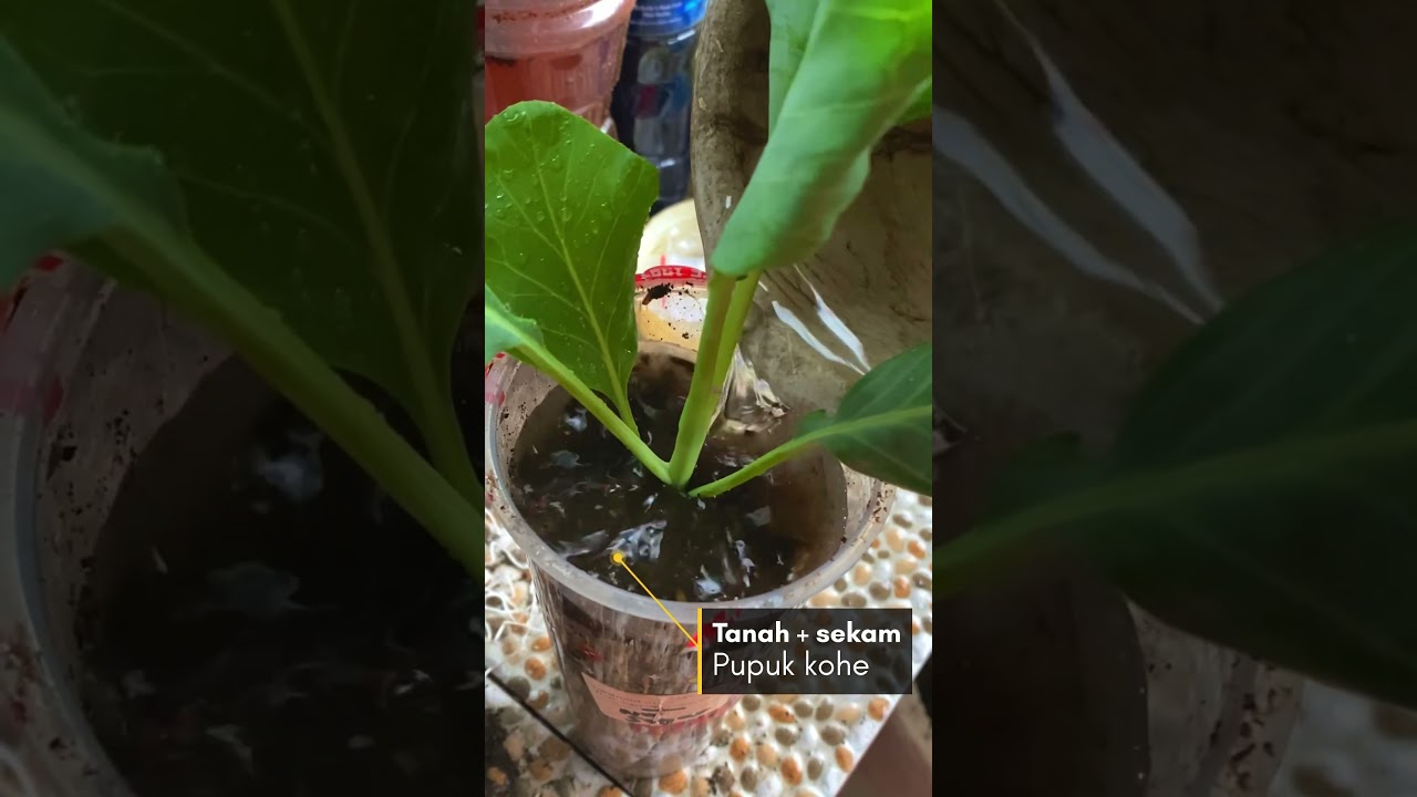 Tanam Kailan dari anakan pohon. #urbangardening #tanamkailan  #shortsindonesia  #tanamsayurdirumah