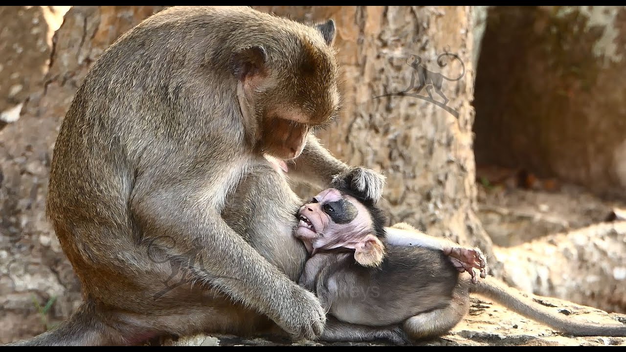 P.oo.r Shiloh Mum Spring Seriously B.ite Him