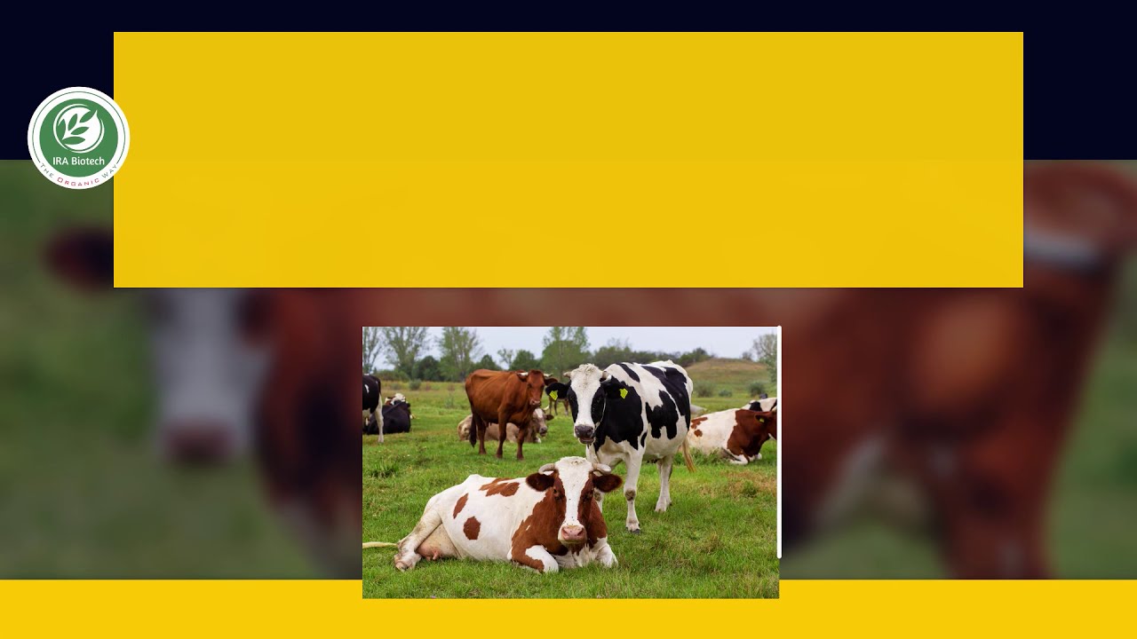 cattle magic - New way of presenting cattle probiotic