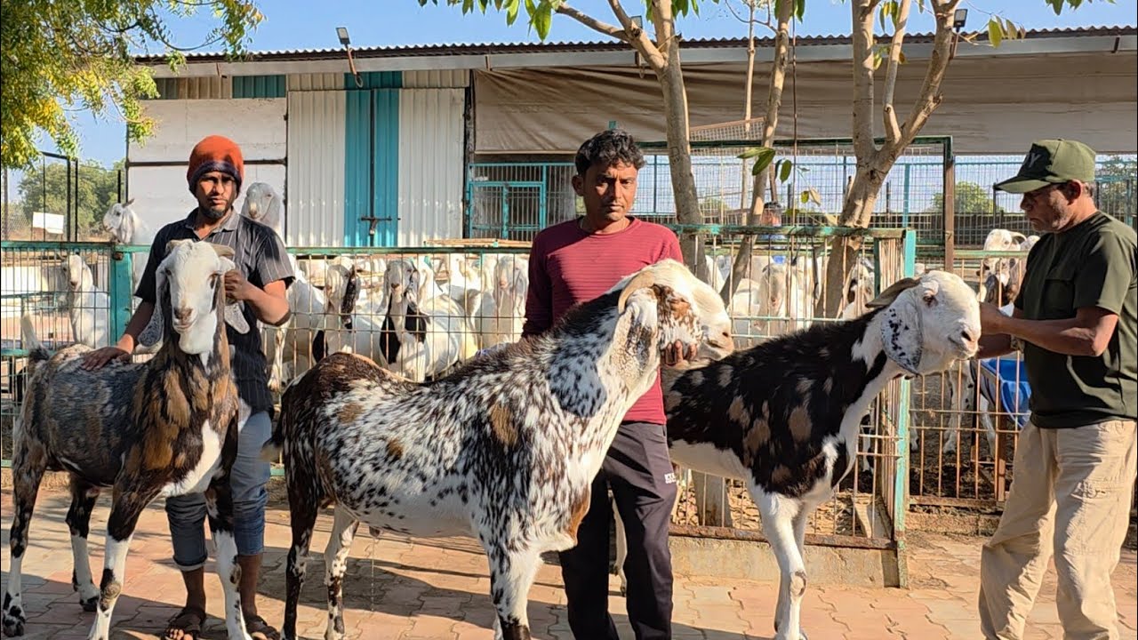 1500 Plus Goats Collection Biggest Of Gujarat | MM Goat Farm Chappi Gujarat. 