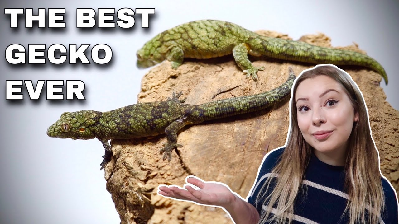 Chameleon Geckos! The Most Underrated Pet Gecko